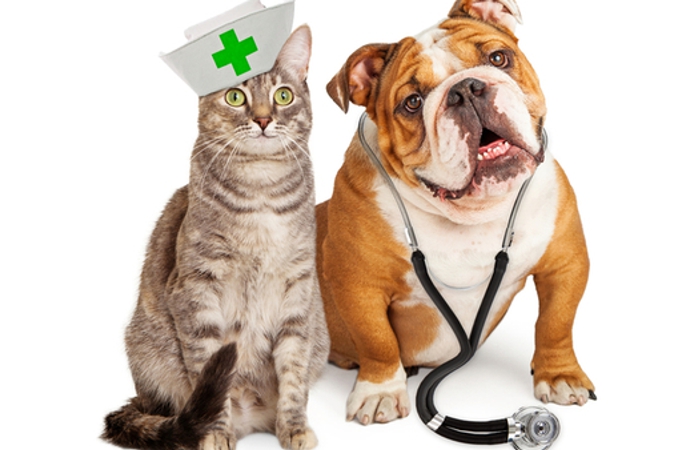 L’assurance chiens/chats prend en charge tous ces frais, comme une complémentaire santé, et vous permet ainsi de soigner vote animal de compagnie en maîtrisant vos dépenses