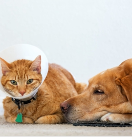 Assurance Chiens et Chats